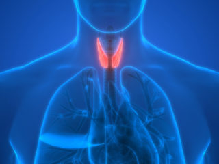  Endocrinology