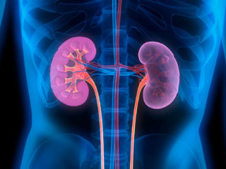  Nephrology