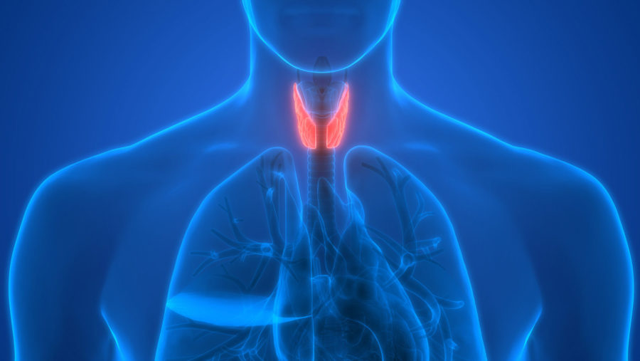 Endocrinology